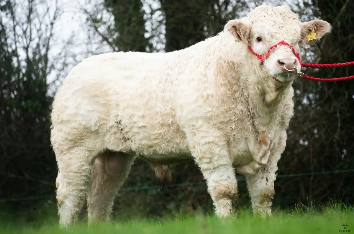 ⭐⭐Lot 80 Christmas Cracker Elphin 6th Dec ⭐⭐