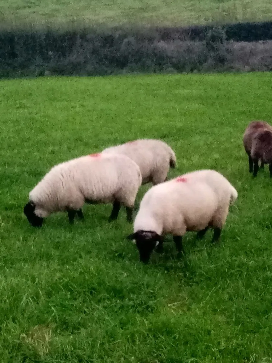 Suffolk ewe lambs - Image 1