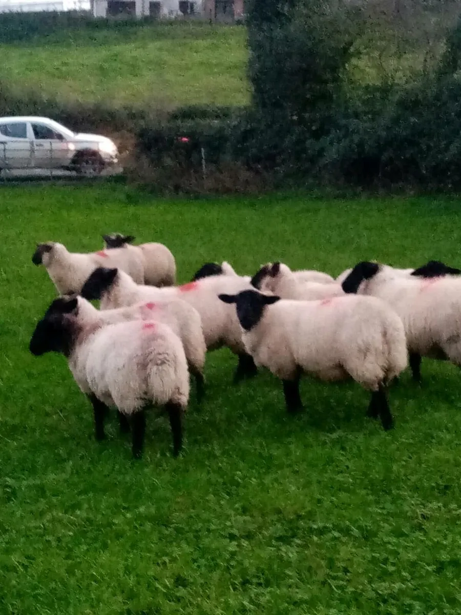 Suffolk ewe lambs - Image 2