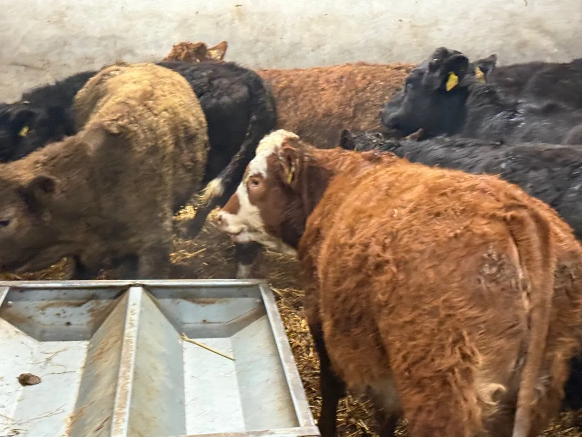 10 LIMOUSINE HEIFER WEANLINGS - Image 2