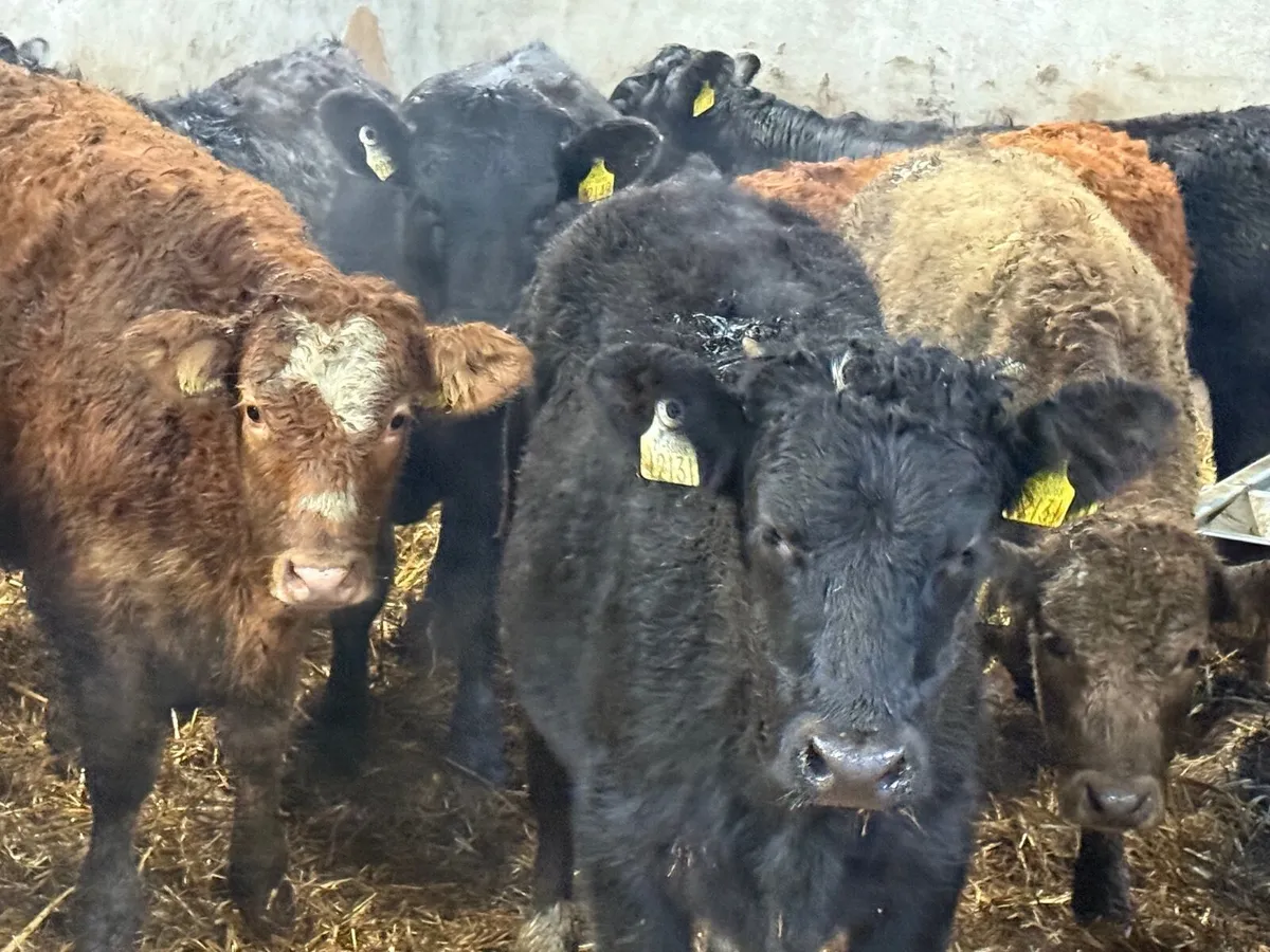 10 LIMOUSINE HEIFER WEANLINGS - Image 3