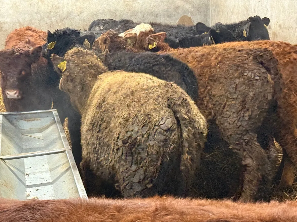 10 LIMOUSINE HEIFER WEANLINGS - Image 4