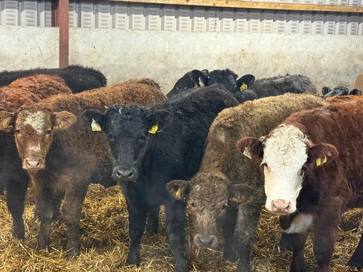 10 LIMOUSINE HEIFER WEANLINGS - Image 1