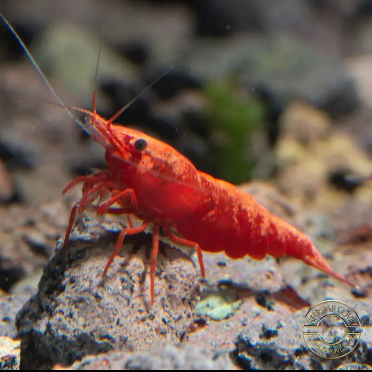 Sakura Neocardina shrimp-Locally bred, disease fre - Image 1