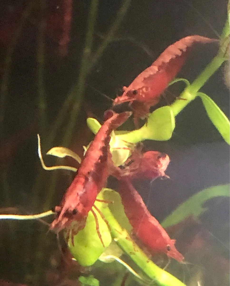 Sakura Neocardina shrimp-Locally bred, disease fre - Image 4