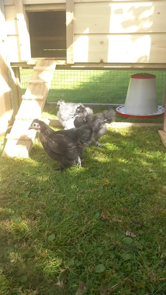 Year old hens great egg layers - Image 1