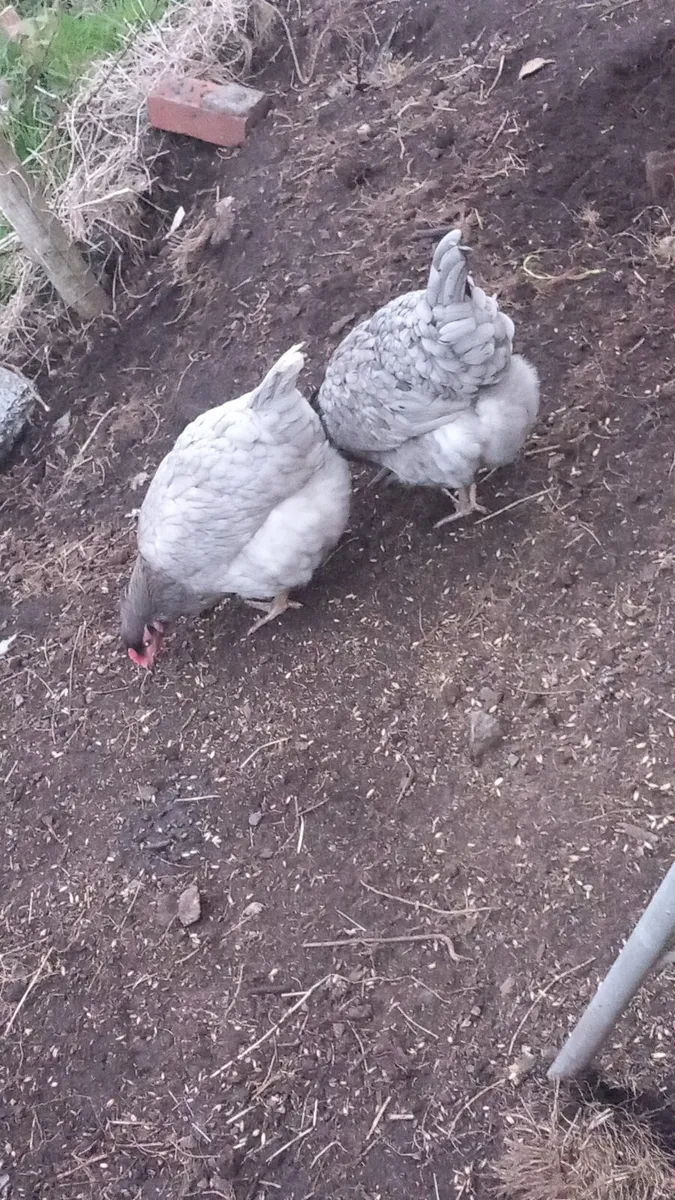 Year old hens great egg layers - Image 2