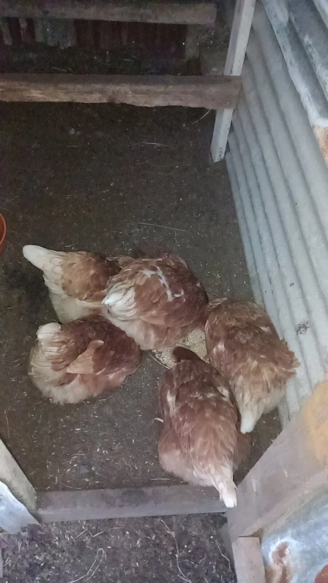 Year old hens great egg layers - Image 3