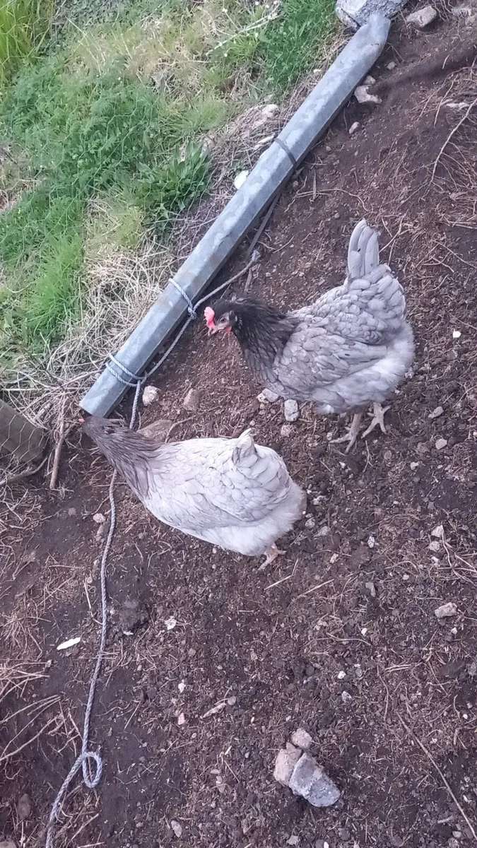 Year old hens great egg layers - Image 4