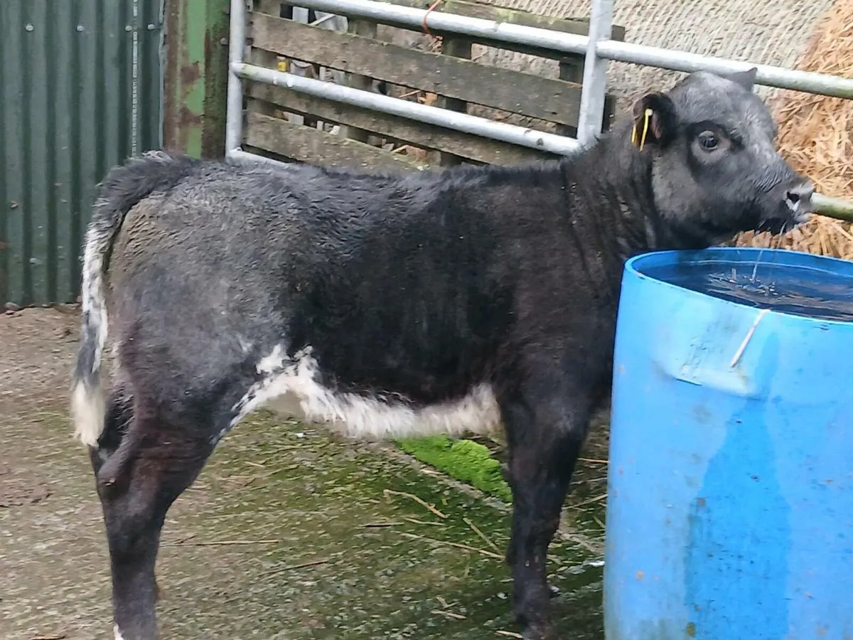 SUPER LIM COW MAKER OUT OF A SUPER SH COW - Image 1