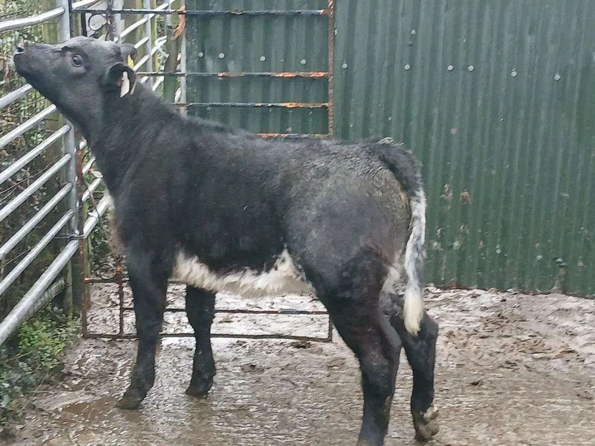 SUPER LIM COW MAKER OUT OF A SUPER SH COW - Image 2