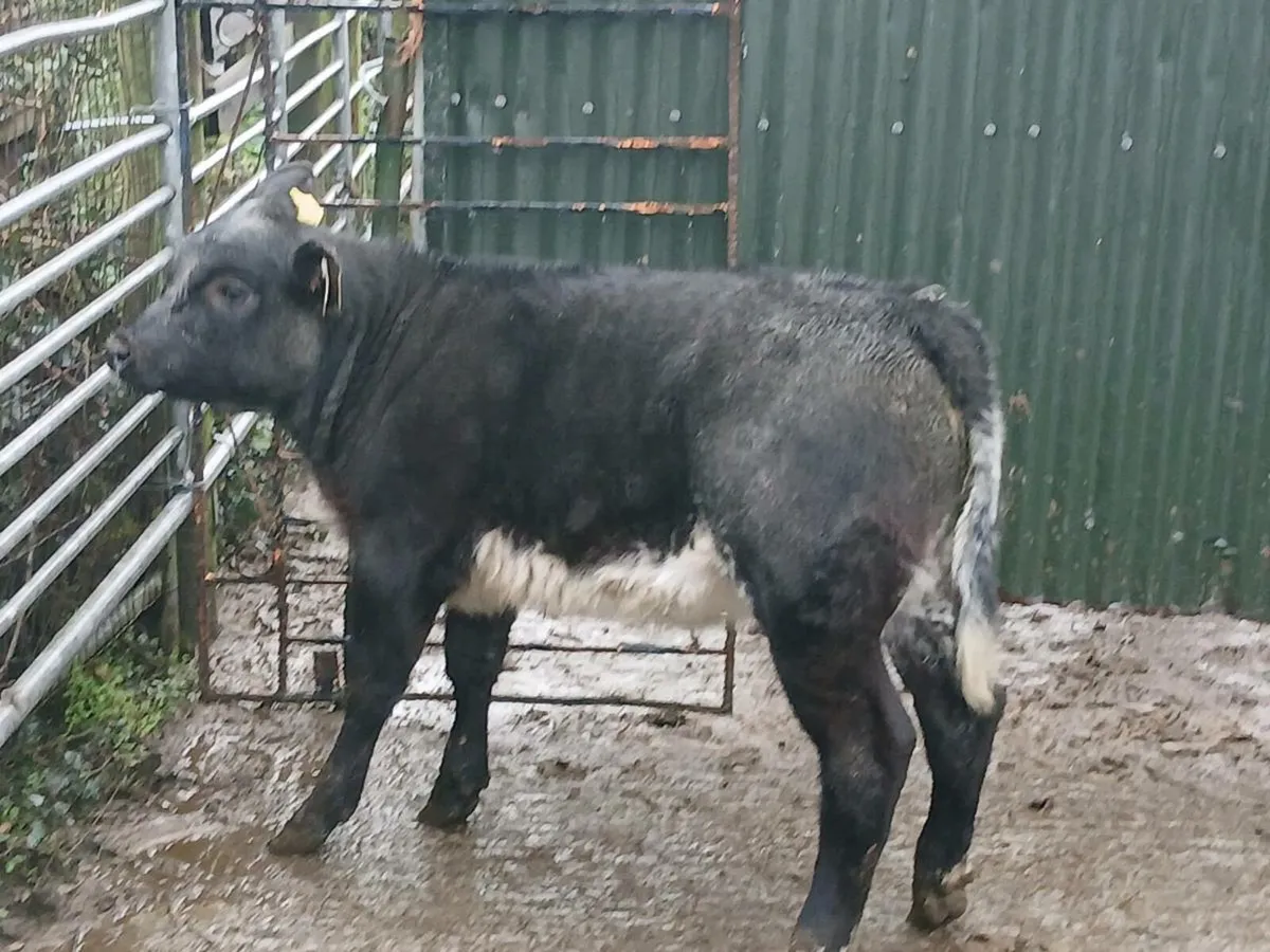 SUPER LIM COW MAKER OUT OF A SUPER SH COW - Image 3