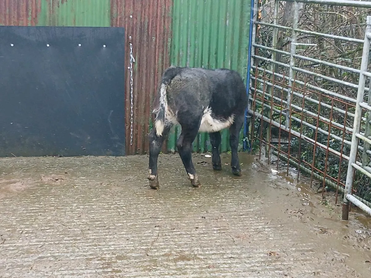 SUPER LIM COW MAKER OUT OF A SUPER SH COW - Image 4