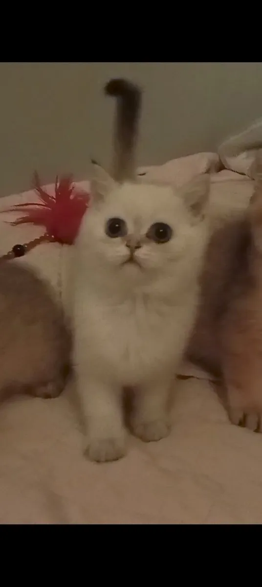 Rare Golden Colourpoint British Shorthair Kitten - Image 1