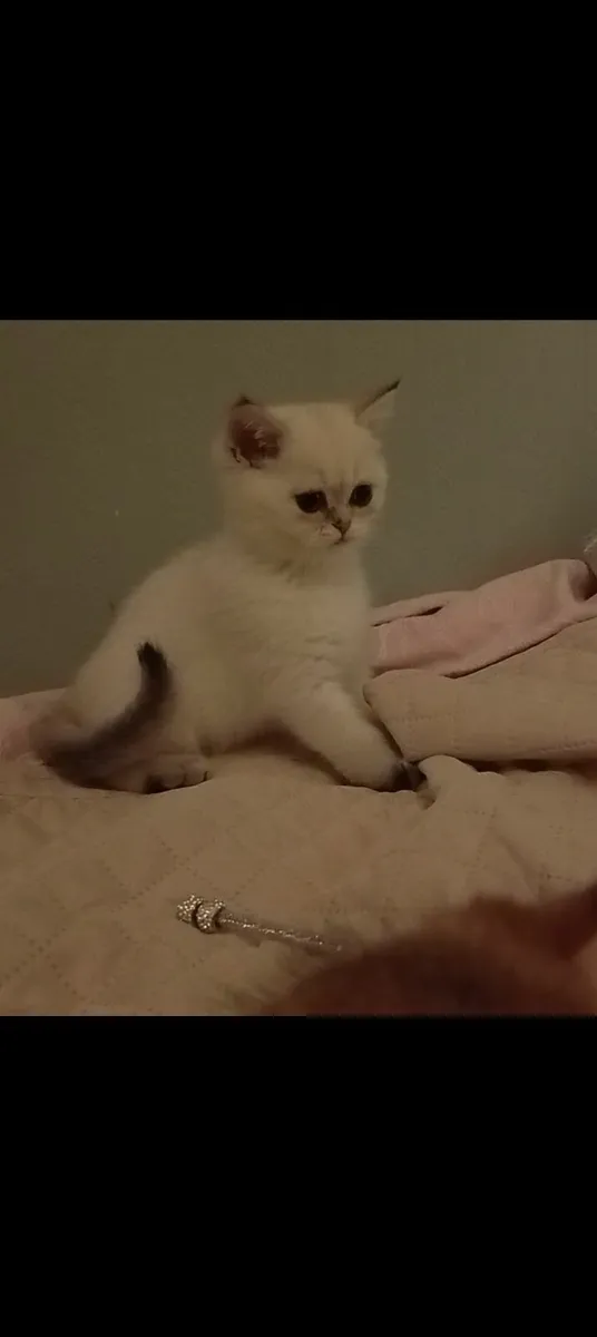 Rare Golden Colourpoint British Shorthair Kitten - Image 4