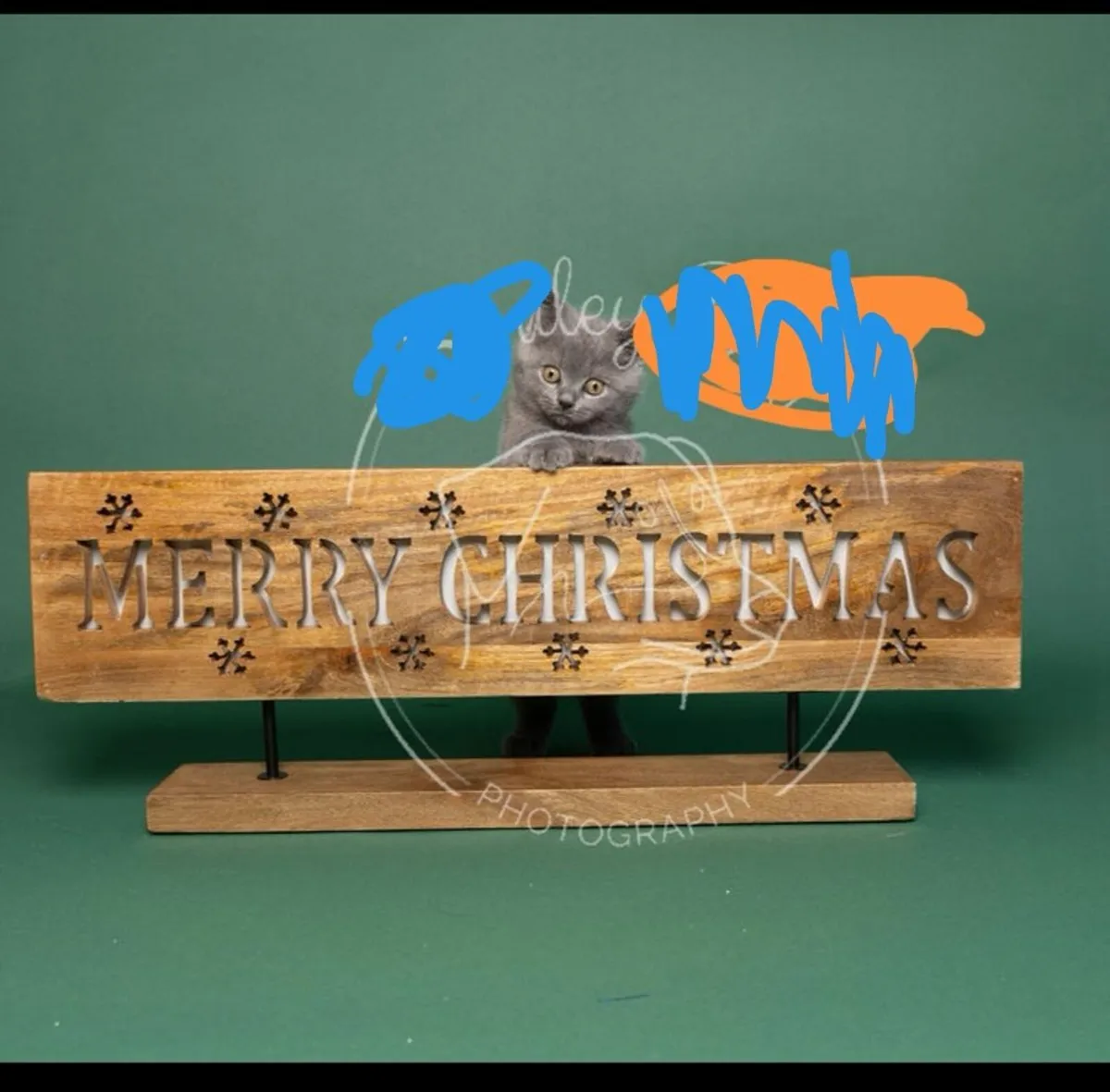 British Shorthair Kittens - Image 1