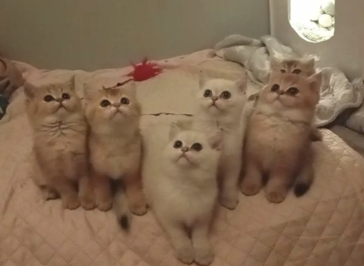 Rare Golden Colourpoint British Shorthair Kitten - Image 2