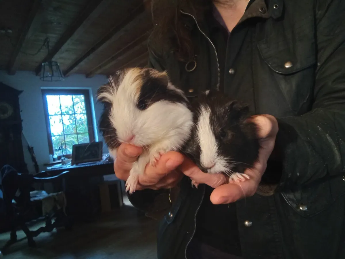 Guinea pigs - Image 1