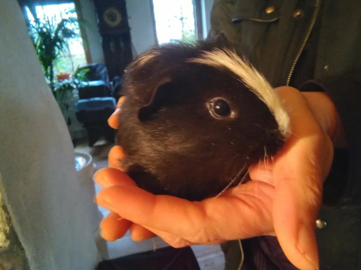 Guinea pigs - Image 2
