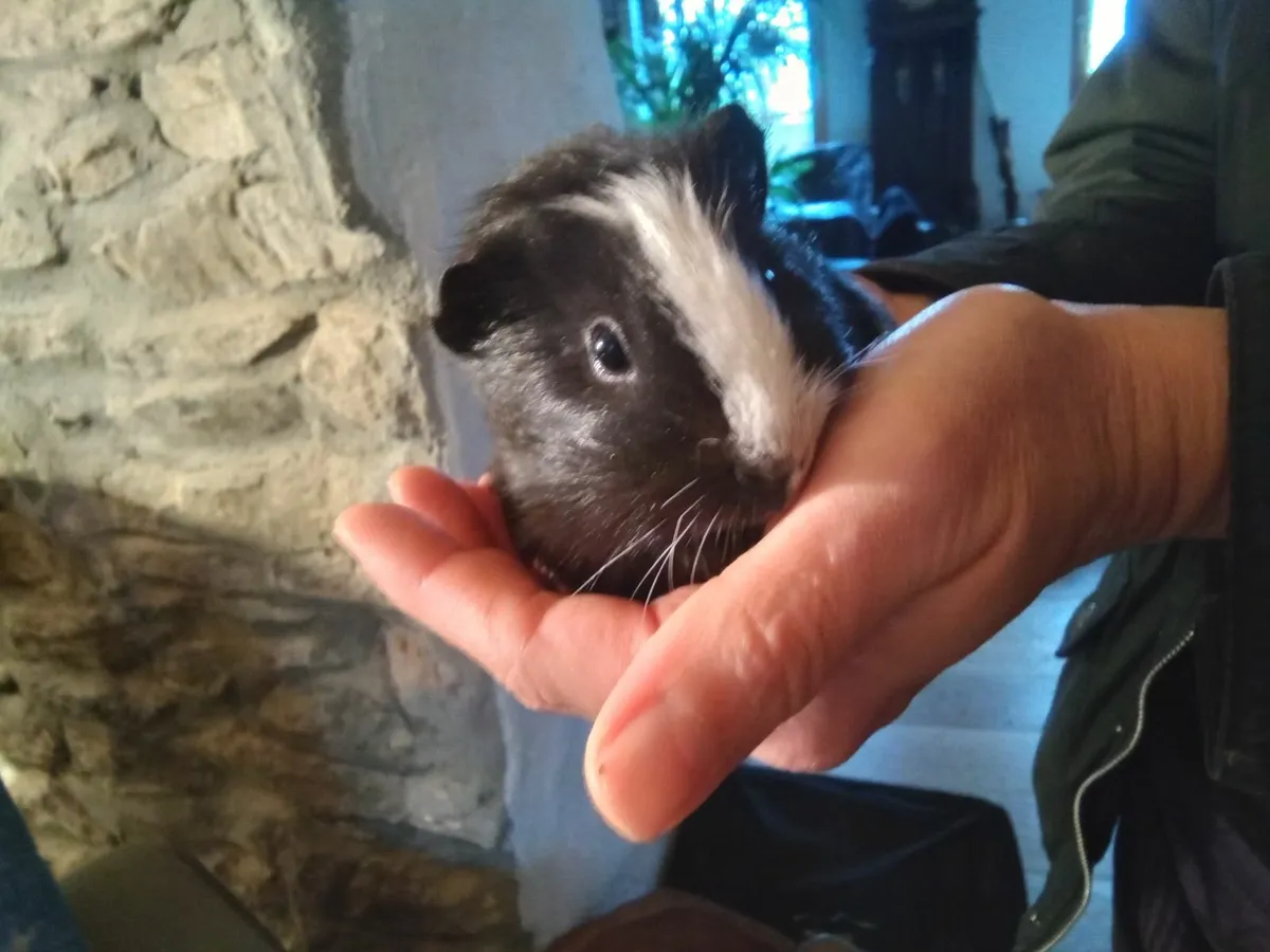 Guinea pigs - Image 3