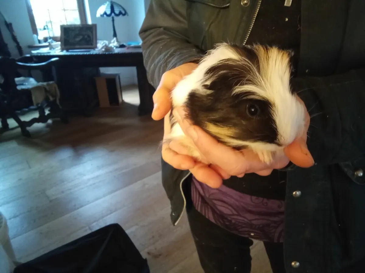 Guinea pigs - Image 4