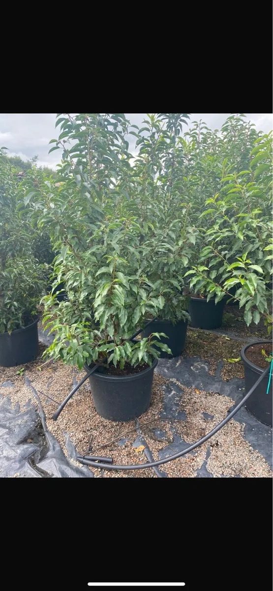 Mature Hedging (Nationwide delivery) - Image 2