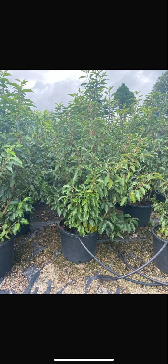 Mature Hedging (Nationwide delivery) - Image 3