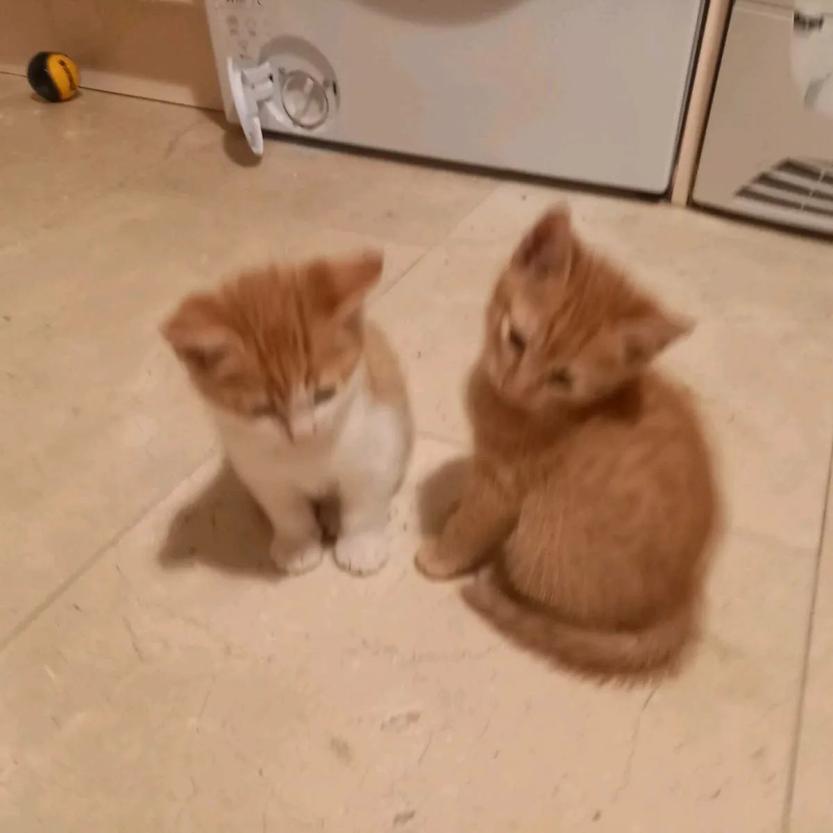 Kittens - Image 4