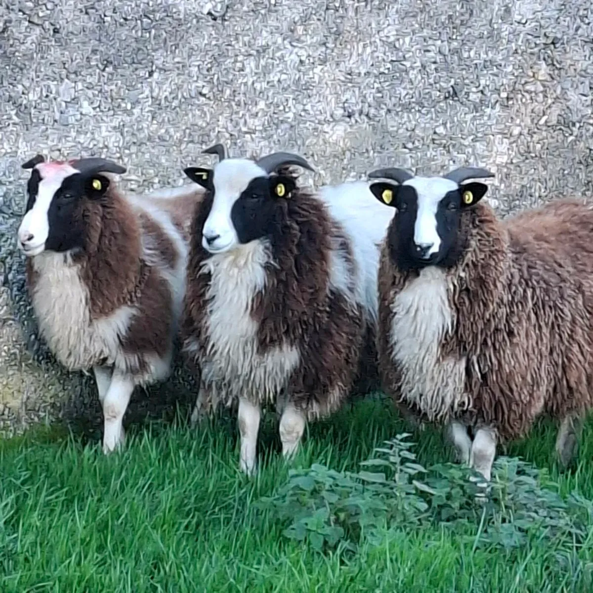 Jacob Herdwick Ryeland ewe and ram lambs - Image 1