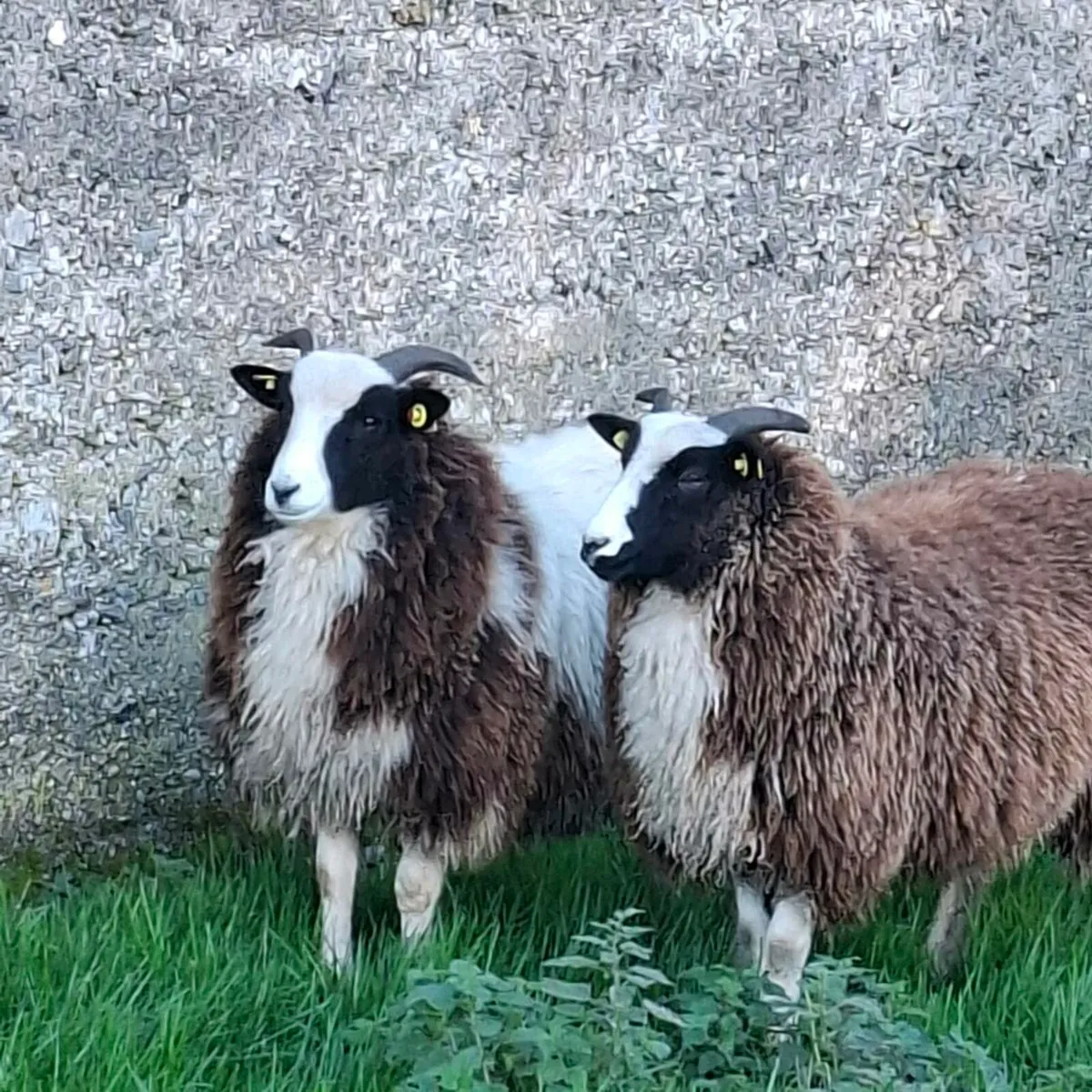 Jacob Herdwick Ryeland ewe and ram lambs - Image 2