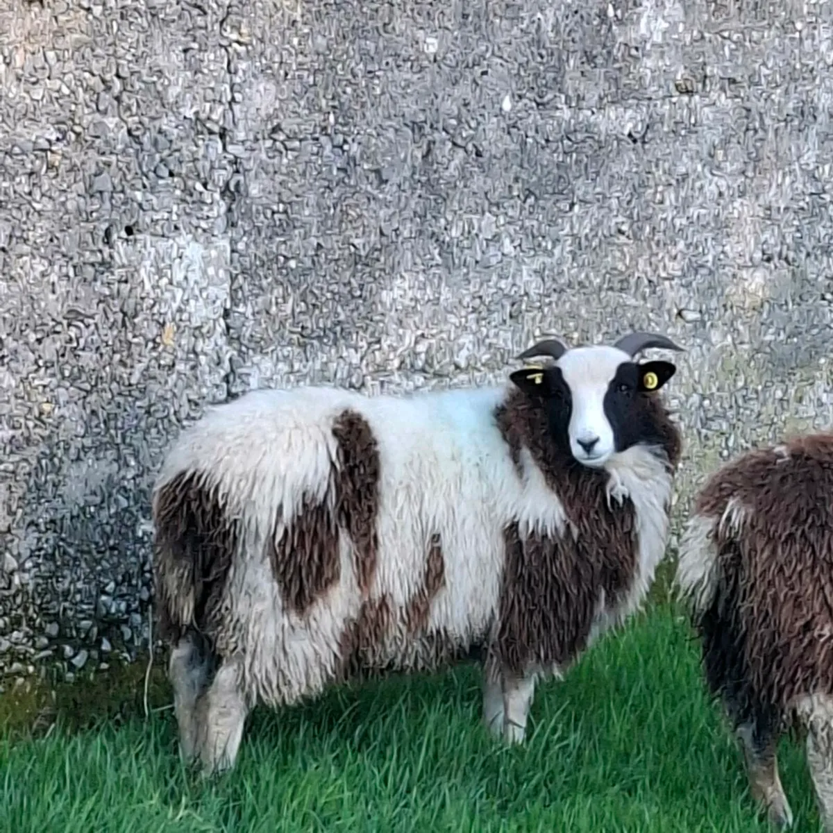 Jacob Herdwick Ryeland ewe and ram lambs - Image 3