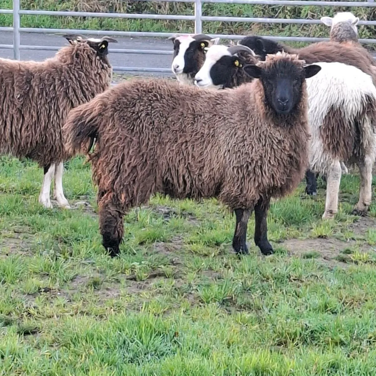 Jacob Herdwick Ryeland ewe and ram lambs - Image 4