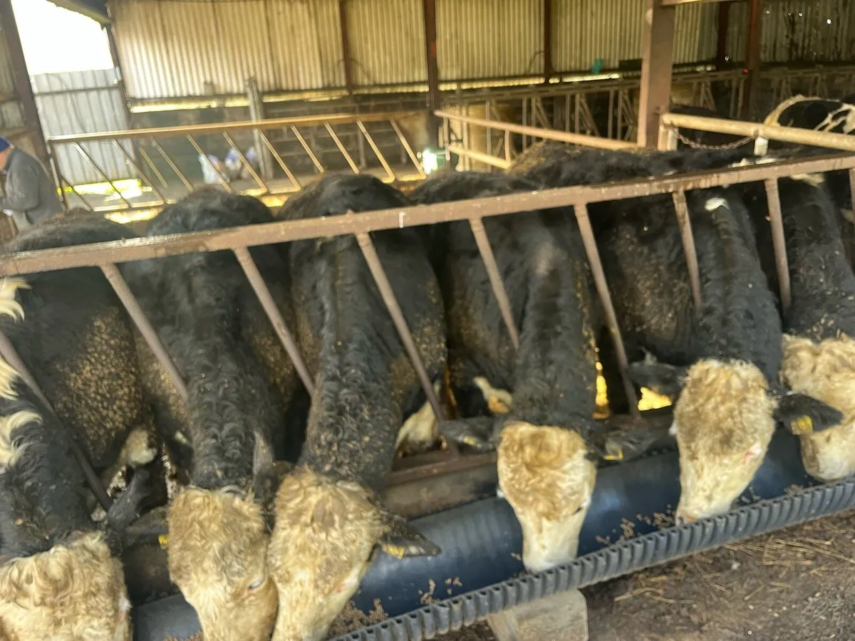 Hereford & Limousin Bullocks - Image 1