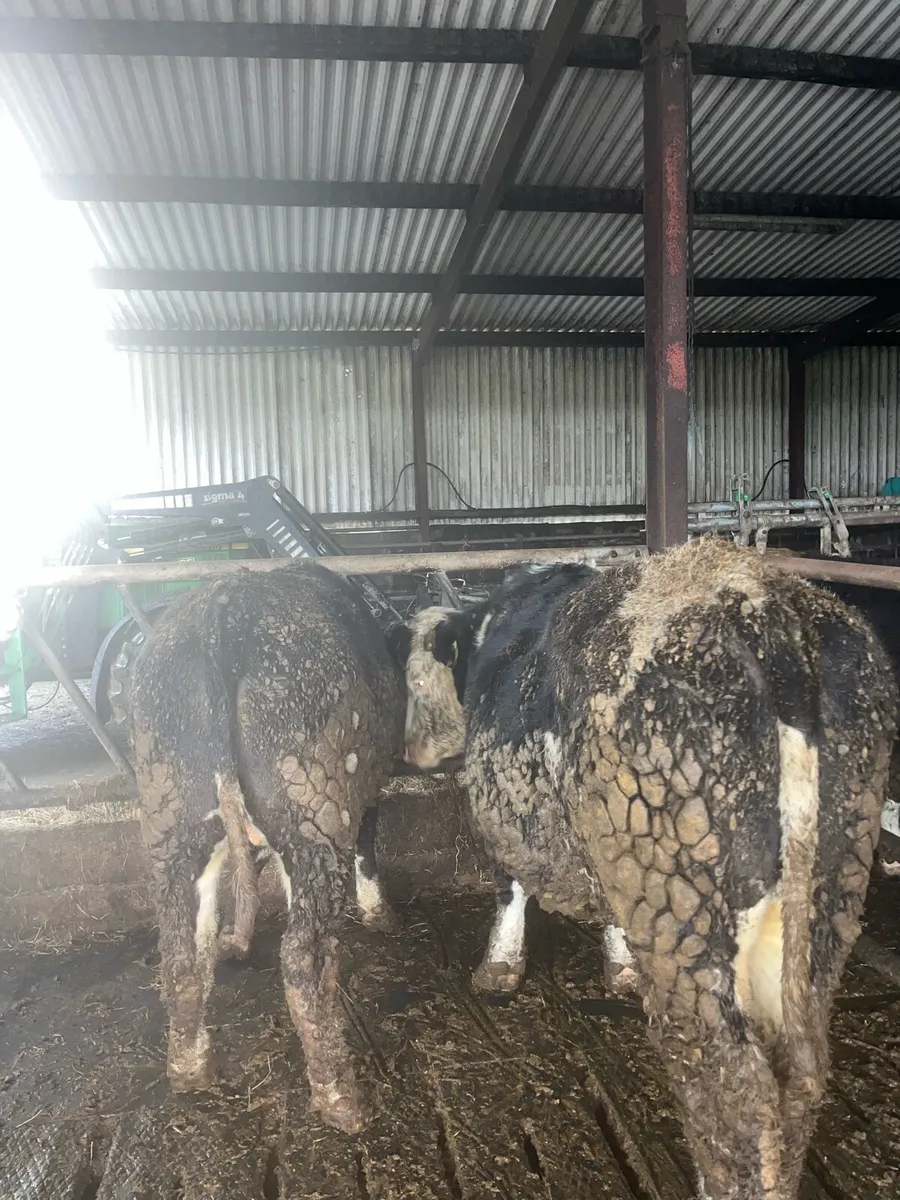 Hereford & Limousin Bullocks - Image 2
