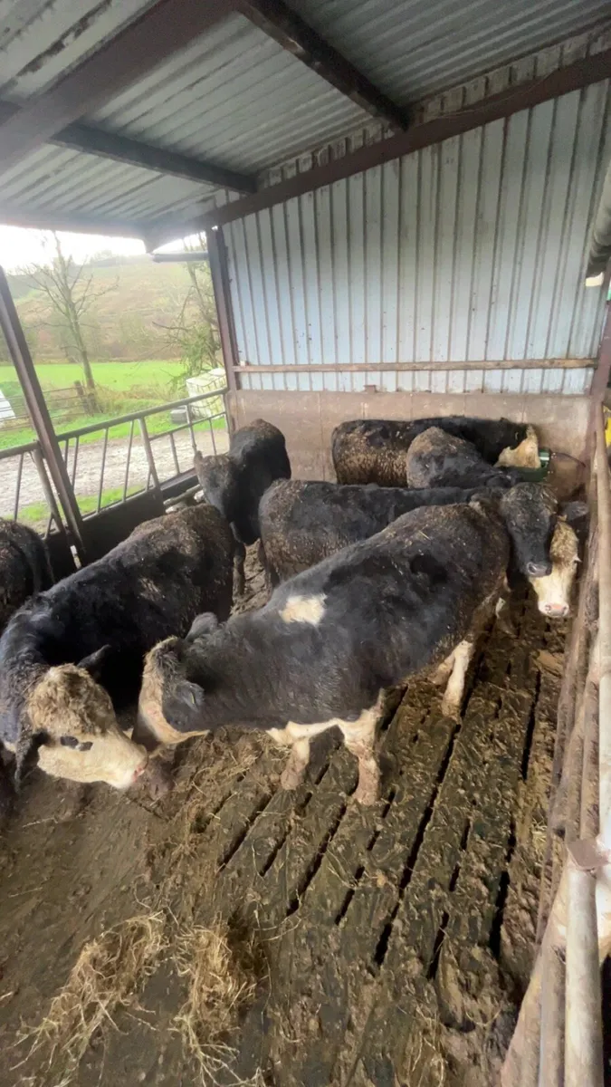 Hereford & Limousin Bullocks - Image 3