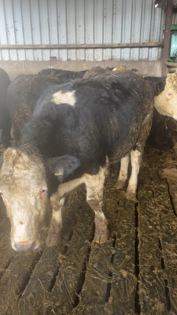 Hereford & Limousin Bullocks - Image 4