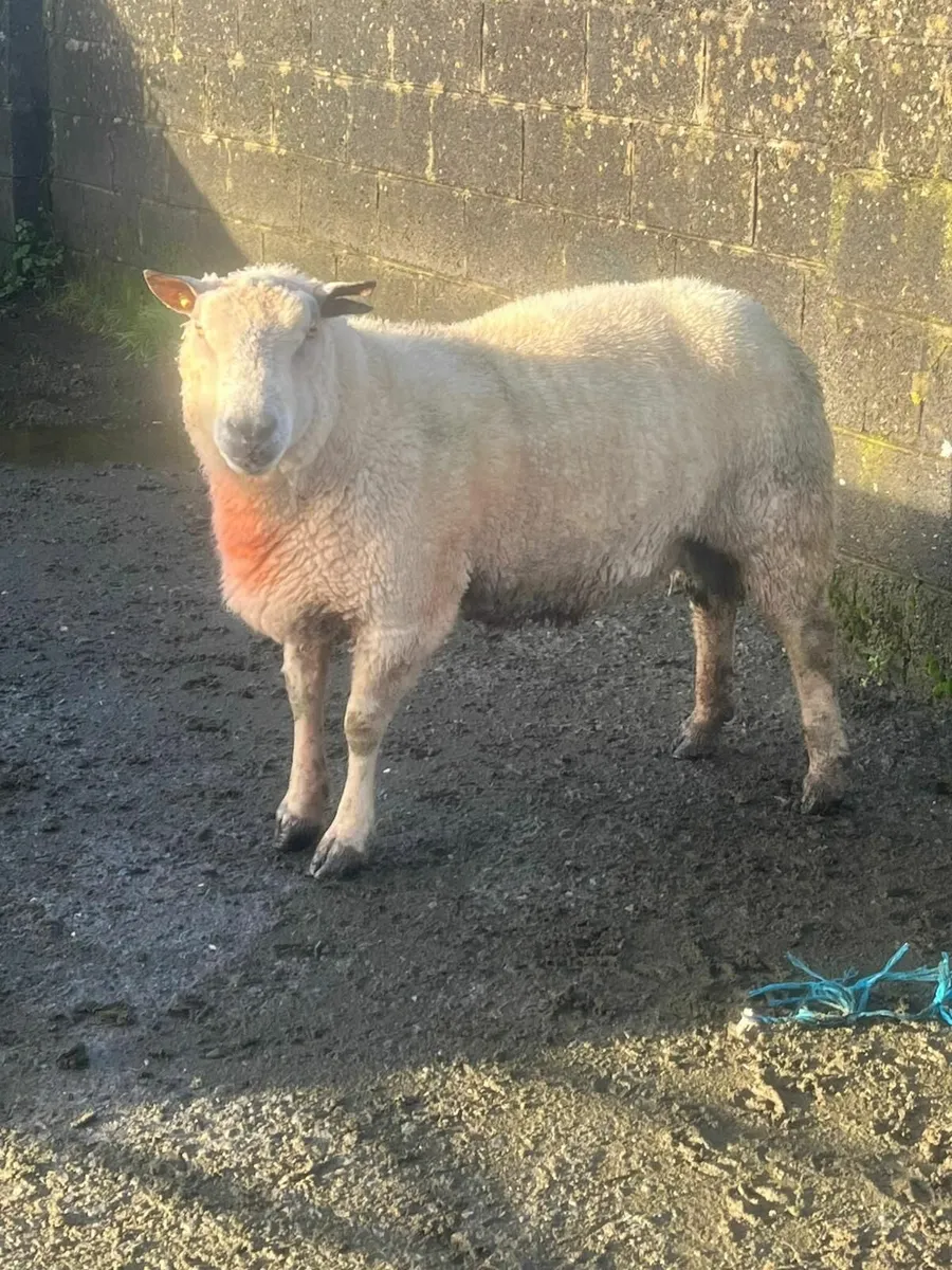 Charollais Ram - Image 2