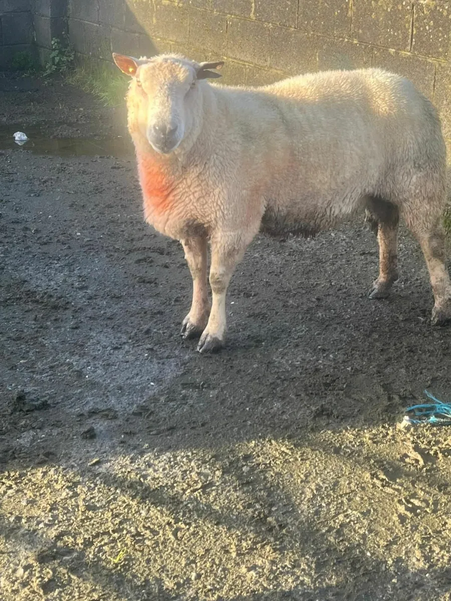 Charollais Ram - Image 3