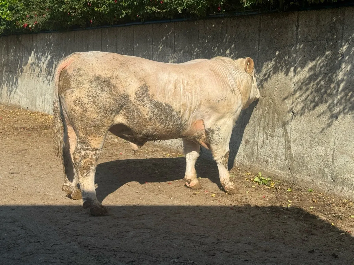 6 Charolais Pedigree Bulls - Image 2