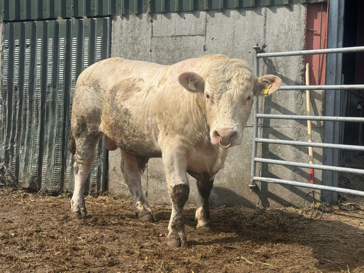 6 Charolais Pedigree Bulls - Image 3