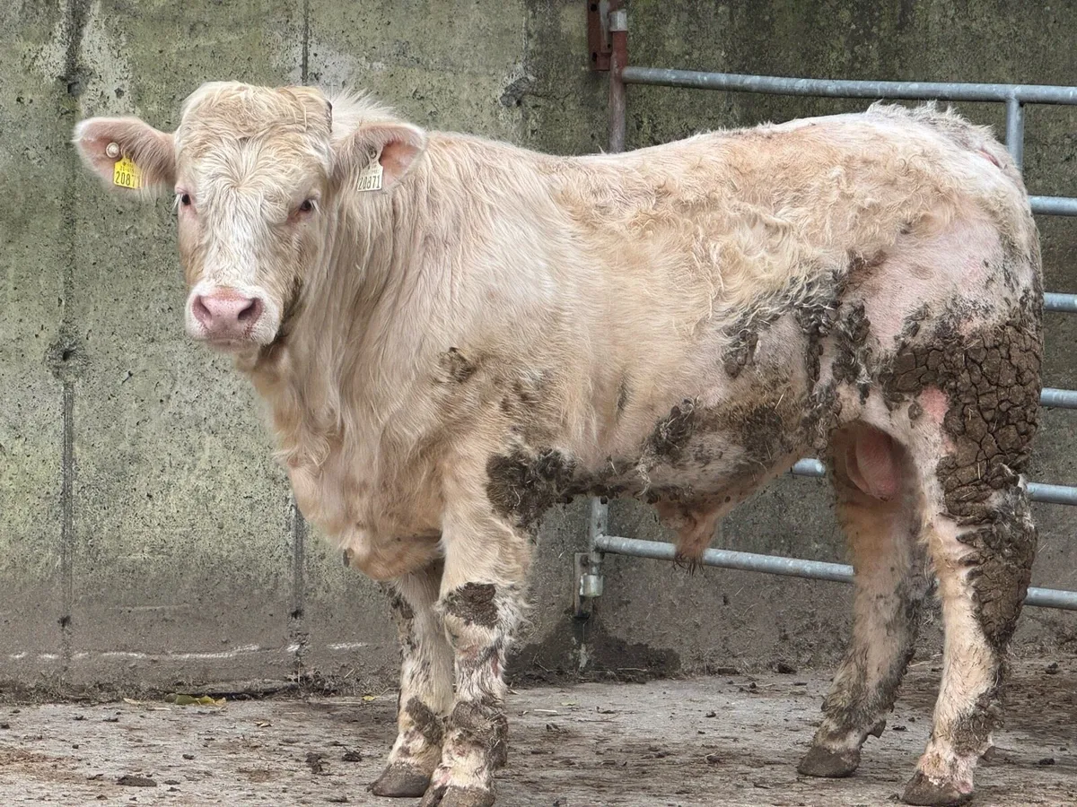 6 Charolais Pedigree Bulls - Image 4