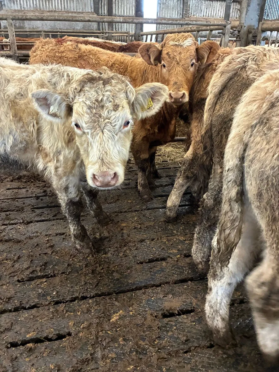 15 SUPER QUALITY CH BULL WEANLINGS - Image 2