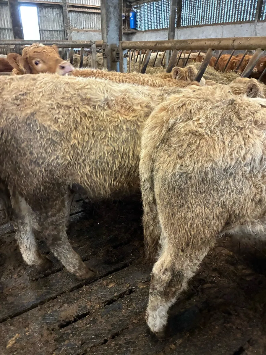 15 SUPER QUALITY CH BULL WEANLINGS - Image 3