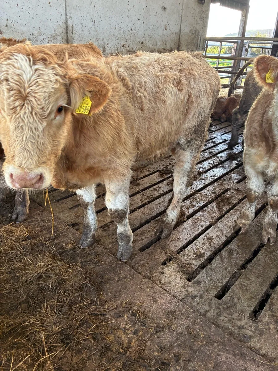 15 SUPER QUALITY CH BULL WEANLINGS - Image 4