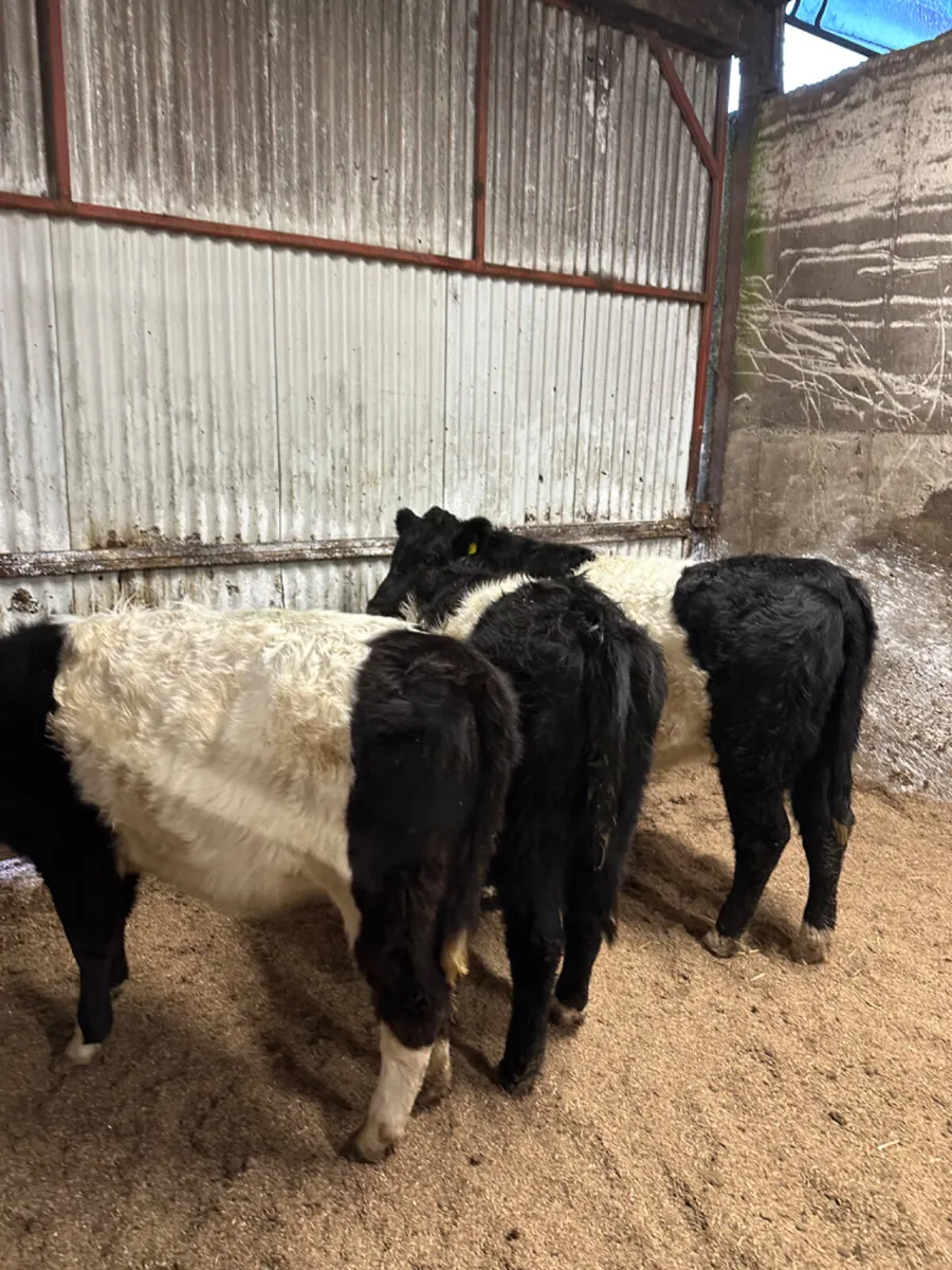 Beltie heifers - Image 2
