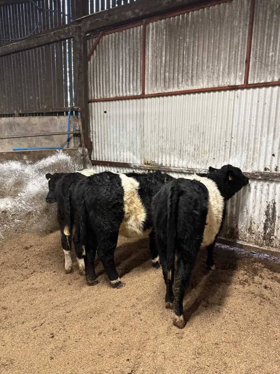Beltie heifers - Image 3