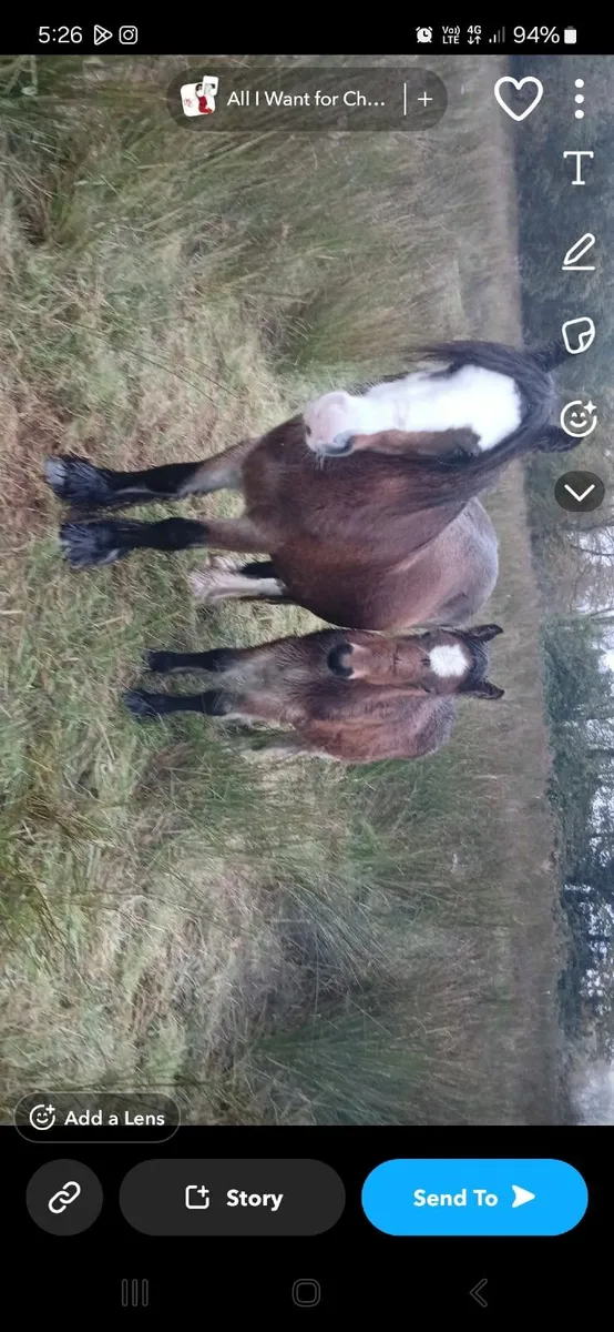 In foal mare - Image 3