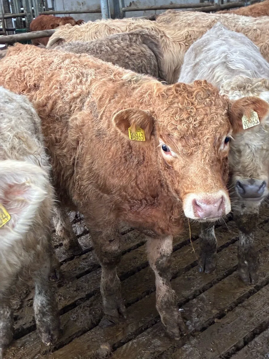 18 SUPER QUALITY CH BULL WEANLINGS - Image 1