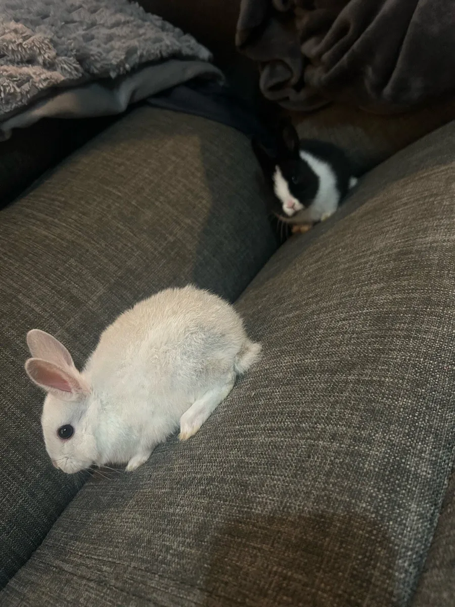 2 bunnies & hutch - Image 1