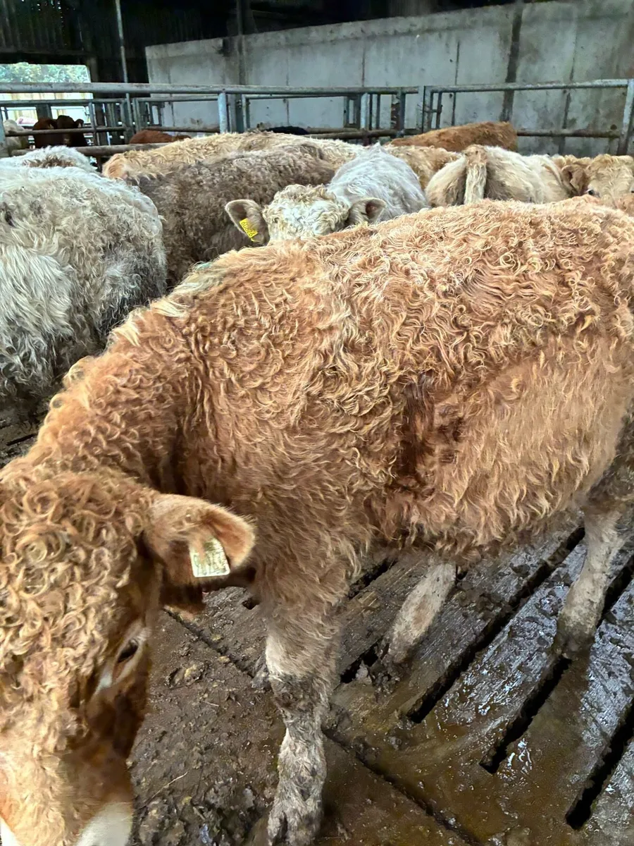 15 SUPER QUALITY CH BULL WEANLINGS - Image 1